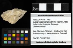 Foto (Objekt + Etiketten) von Cycloprosopon complanatiforme (Moericke, 1889)